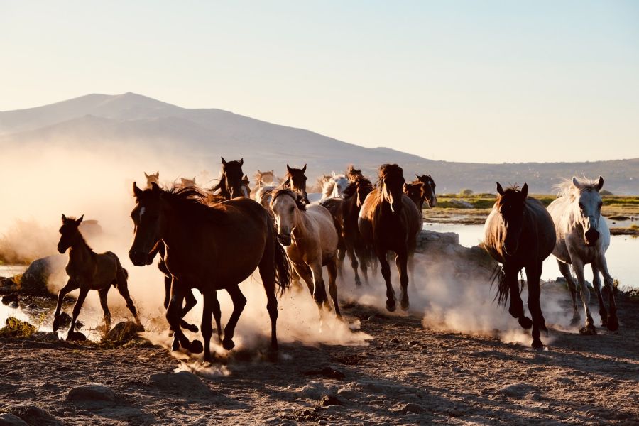 Photo de Müşerref İkizoğlu: https://www.pexels.com/fr-fr/photo/aube-nature-animaux-chevaux-18061091/