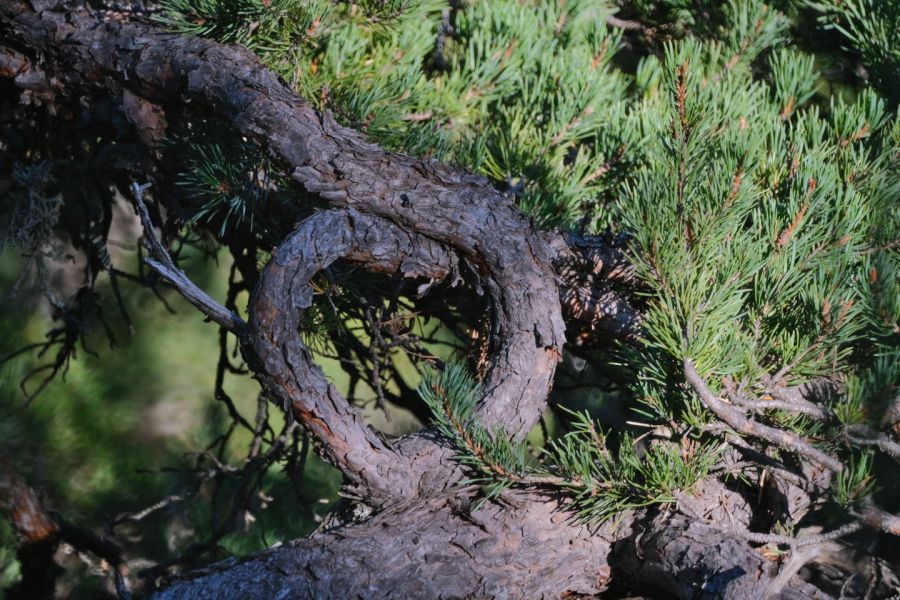 Photo de Michel Saint-James - Un tronc d'arbre recourbé en forme de cœur