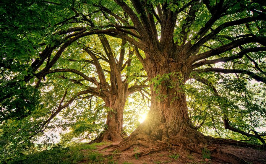 Photo de Johannes Plenio: https://www.pexels.com/fr-fr/photo/deux-arbres-bruns-1632790/